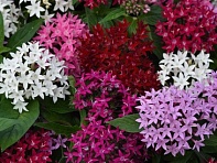 Пентас ланцетовидный (Lucky Star F1) Пентас ланцетовидный (Lucky Star F1)