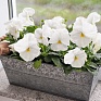 Виола виттрока (Viola wittrockiana) Виола виттрока (Viola wittrockiana)