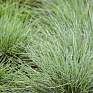 Овсяница сизая (Festuca glauca)