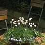 Армерия морская (Armeria maritima)