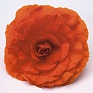 Бегония клубневая махровая (Begonia tuberhybrida)