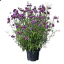 Вербена буэнос-арейская (Verbena bonariensis) Вербена буэнос-арейская (Verbena bonariensis)