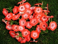 Петуния ампельная гибридная (Gioconda F1)