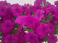 Петуния ампельная гибридная (Pendolino F1)