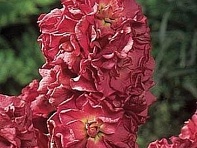 Левкой седой (Vintage)