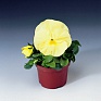 Виола Виттрока (Viola wittrockiana) Виола Виттрока (Viola wittrockiana)