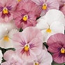 Виола виттрока (Viola wittrockiana) Виола виттрока (Viola wittrockiana)