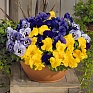 Виола виттрока (Viola wittrockiana)