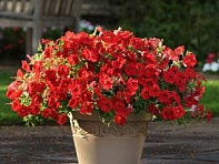 Петуния ампельная гибридная (Easy Wave F1)