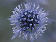 Синеголовник плосколистный (Glitter)