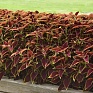 Колеус гибридный (Coleus х hybrida) Колеус гибридный (Coleus х hybrida)