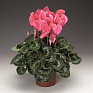 Цикламен персидский (Cyclamen persicum)