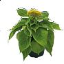 Целозия гребенчатая (Celosia cristata)