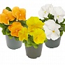 Виола виттрока (Viola wittrockiana) Виола виттрока (Viola wittrockiana)