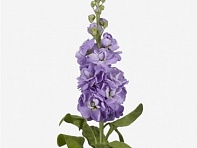 Левкой седой (Mathilda)