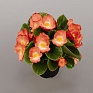 Бегония вечноцветущая (зеленая листва) (Begonia semperflorens)