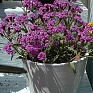 Вербена жесткая (Verbena rigida)