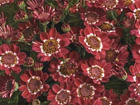 Цинерария гибридная (Jester F1)