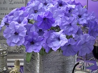 Петуния ампельная гибридная (Evening Scentsation F1)