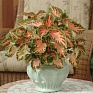 Колеус гибридный (Coleus х hybrida)
