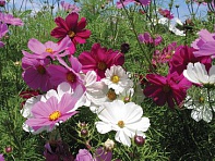 Космея дваждыперистая (Cutesy)