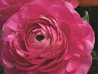 Лютик азиатский (Magic F1)