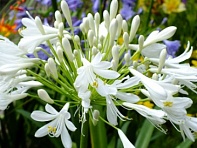 Агапантус восточный (Umbrella)