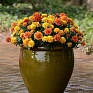 Бархатцы отклоненные (Tagetes patula)