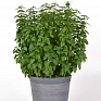 Базилик благородный (Ocimum basilicum)
