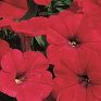Петуния ампельная гибридная (Petunia x hybrida)