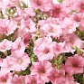 Петуния ампельная гибридная (Petunia x hybrida)