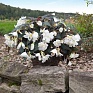 Бегония клубневая махровая ампельная (Begonia tuberhybrida) Бегония клубневая махровая ампельная (Begonia tuberhybrida)