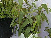 Эвкалипт лимонный (Lemon Bush) Эвкалипт лимонный (Lemon Bush)
