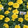 Бархатцы отклоненные (Tagetes patula)