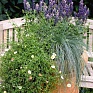 Шалфей превосходный (Salvia superba)