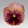Виола виттрока (Viola wittrockiana)
