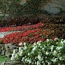 Бегония гибридная (зеленая листва) (Begonia hybrida)