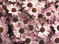 Цинерария гибридная (Jester F1)