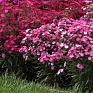 Гвоздика турецкая (Dianthus barbatus)