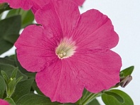 Петуния ампельная гибридная (Success! TR F1)