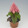 Целозия метельчатая (Celosia plumosa)