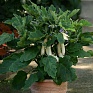 Баклажан (Solanum melongena) Баклажан (Solanum melongena)