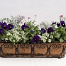 Виола виттрока (Viola wittrockiana)