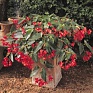 Бегония гибридная ампельная (зеленая листва) (Begonia hybrida) Бегония гибридная ампельная (зеленая листва) (Begonia hybrida)