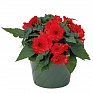 Бегония клубневая махровая ампельная (Begonia tuberhybrida) Бегония клубневая махровая ампельная (Begonia tuberhybrida)