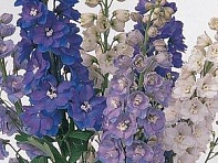 Дельфиниум высокий (Guardian F1)