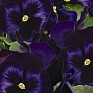Виола виттрока (Viola wittrockiana) Виола виттрока (Viola wittrockiana)