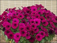 Петуния ампельная гибридная (Gioconda F1)