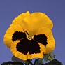 Виола Виттрока (Viola wittrockiana) Виола Виттрока (Viola wittrockiana)