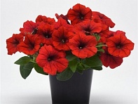 Петуния ампельная гибридная (E3 Easy Wave F1)